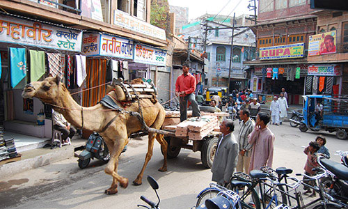 camel.jpg